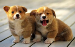 Guess what, ex-landlord?  These puppies are also tired of you bullsh*t.
