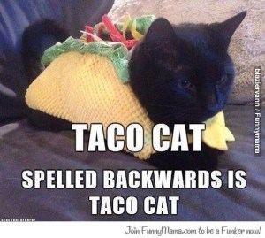 taco cat
