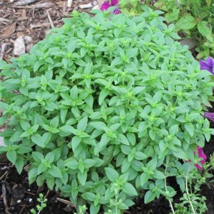 Still a great looking plant!!...just less pesto.