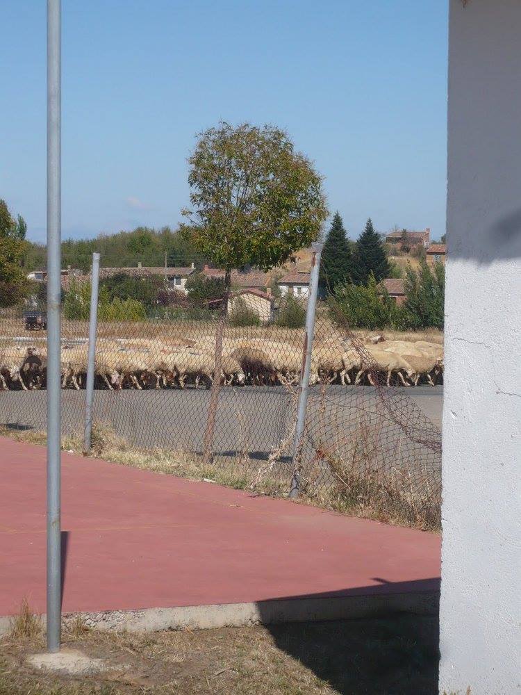 12961342_907225630599_44346209861261444_o