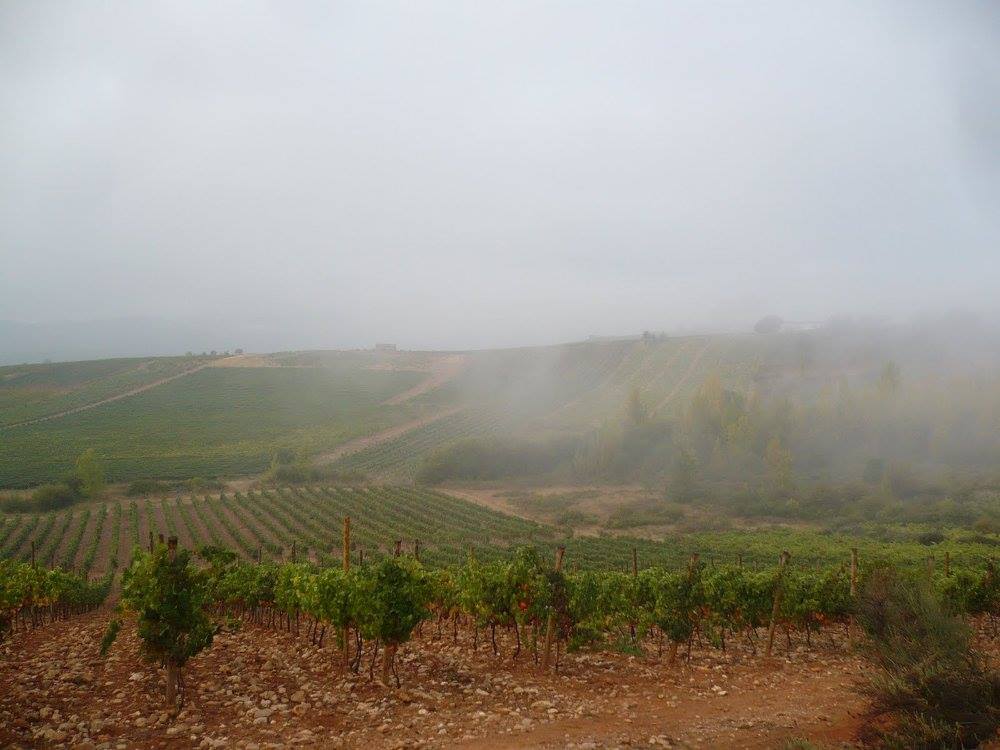 12973534_907226543769_6311921339945343143_o