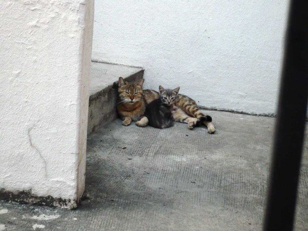 12916914_907223569729_3805495048724830339_o